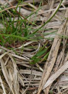 Click to view this image in a large viewer