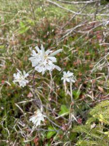 Click to view this image in a large viewer