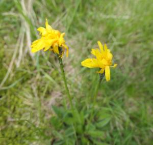 Click to view this image in a large viewer