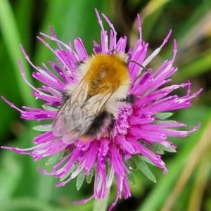 Click to view this image in a large viewer