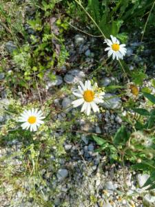 Click to view this image in a large viewer