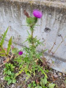 Click to view this image in a large viewer