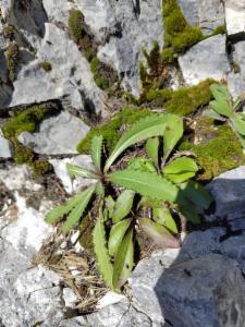 Click to view this image in a large viewer