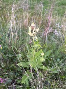 Click to view this image in a large viewer