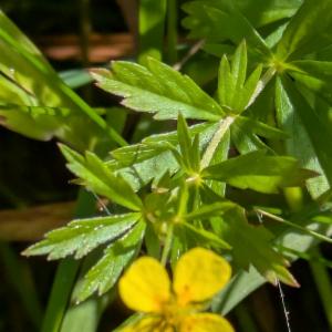 Click to view this image in a large viewer