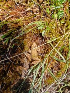 Click to view this image in a large viewer