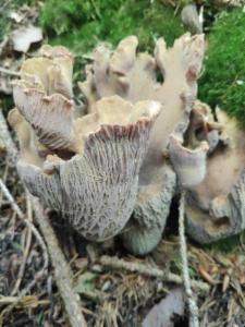 Click to view this image in a large viewer