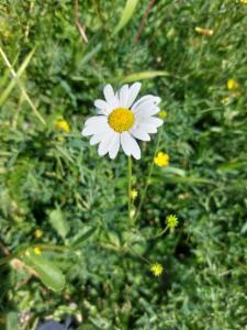 Click to view this image in a large viewer