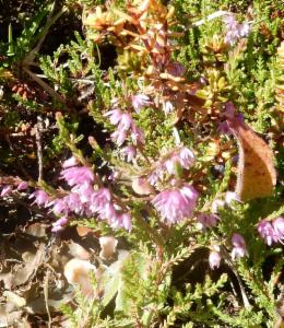 Click to view this image in a large viewer