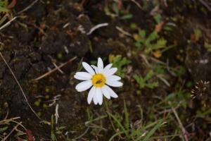 Click to view this image in a large viewer