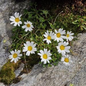 Click to view this image in a large viewer