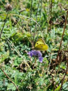 Click to view this image in a large viewer