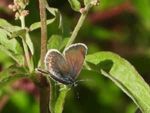 Click to view this image in a large viewer