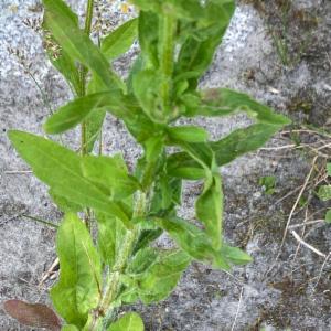 Click to view this image in a large viewer