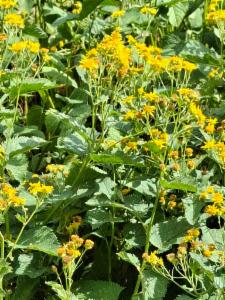 Click to view this image in a large viewer