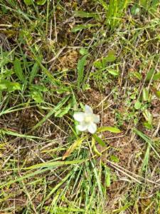 Click to view this image in a large viewer