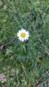 Click to view this image in a large viewer