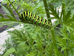 Click to view this image in a large viewer