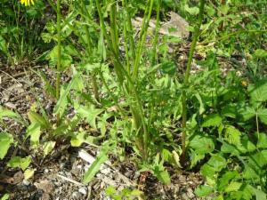 Click to view this image in a large viewer