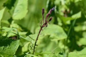 Click to view this image in a large viewer