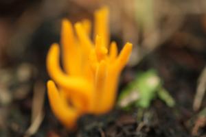 Click to view this image in a large viewer