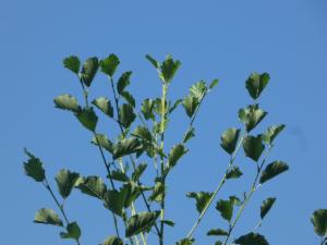 Click to view this image in a large viewer