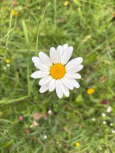 Click to view this image in a large viewer