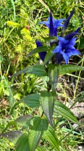 Click to view this image in a large viewer