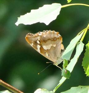 Click to view this image in a large viewer