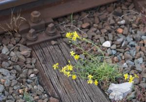 Click to view this image in a large viewer