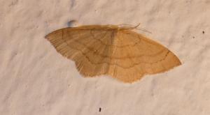 Click to view this image in a large viewer