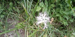 Click to view this image in a large viewer