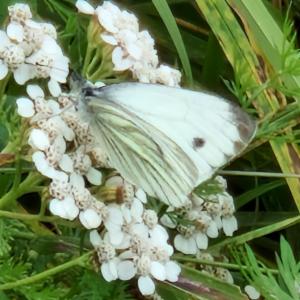 Click to view this image in a large viewer