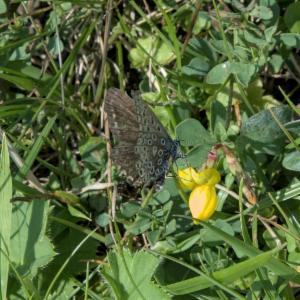 Click to view this image in a large viewer