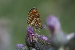 Click to view this image in a large viewer