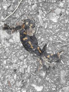 Click to view this image in a large viewer