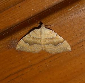 Click to view this image in a large viewer