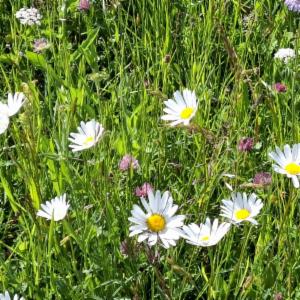 Click to view this image in a large viewer