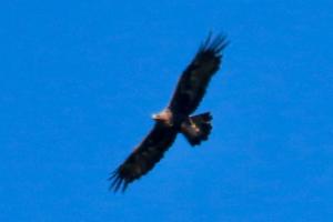 Click to view this image in a large viewer