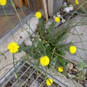 Click to view this image in a large viewer