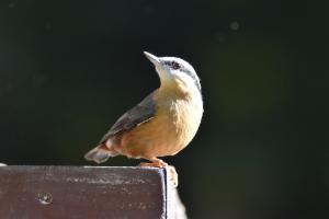 Click to view this image in a large viewer