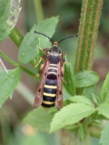 Click to view this image in a large viewer