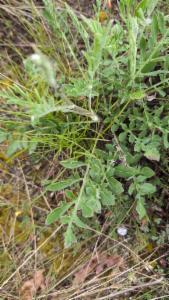 Click to view this image in a large viewer