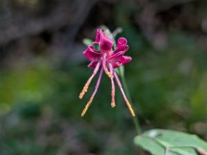 Click to view this image in a large viewer