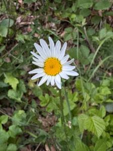 Click to view this image in a large viewer