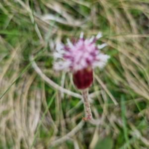 Click to view this image in a large viewer