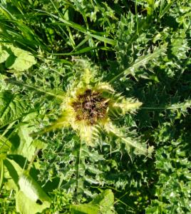 Click to view this image in a large viewer