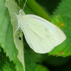 Click to view this image in a large viewer