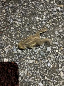 Click to view this image in a large viewer