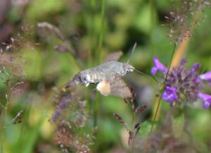 Click to view this image in a large viewer